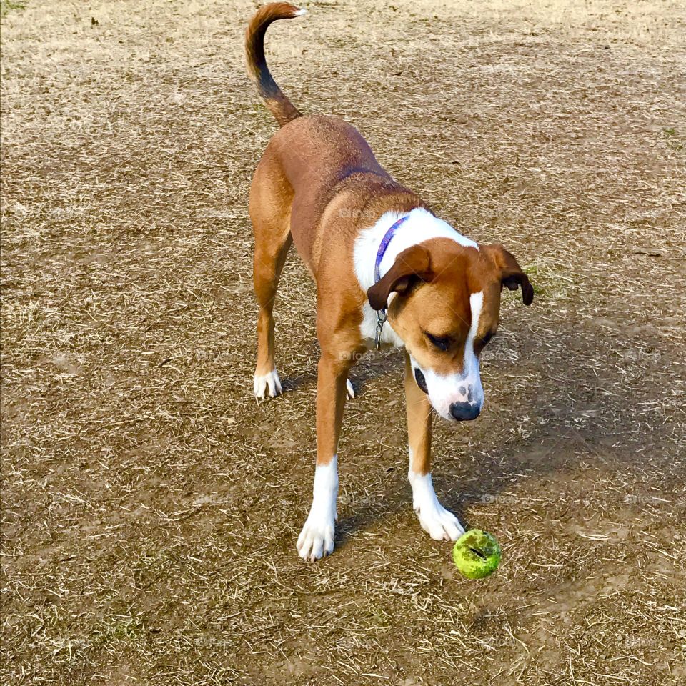 Dog looking at ball