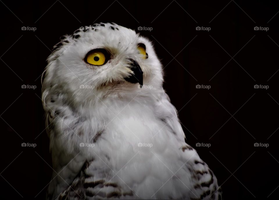 low key close up picture from a white snow owl with yellow eyes and black background