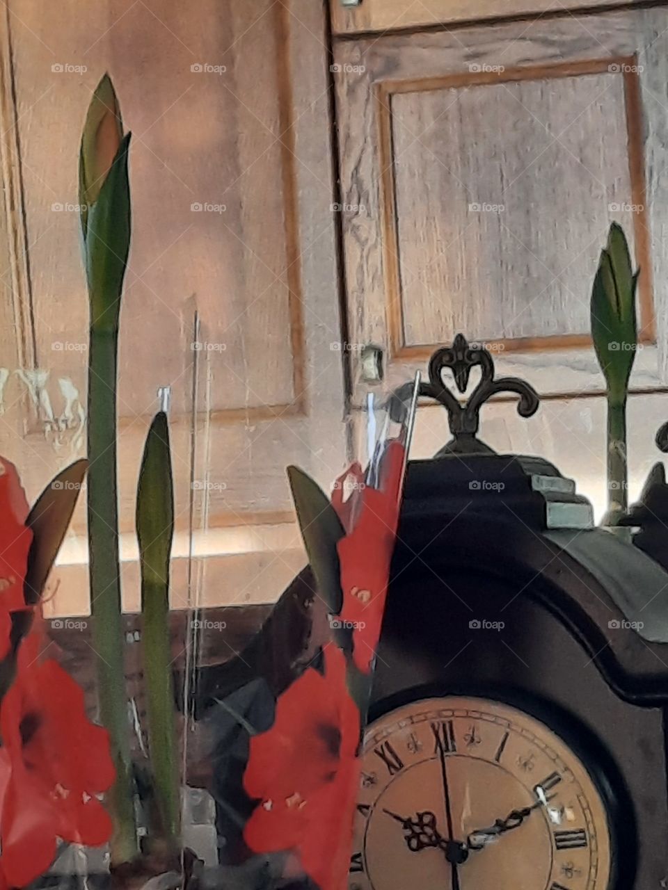 budding flower of hypoastrum and reflection