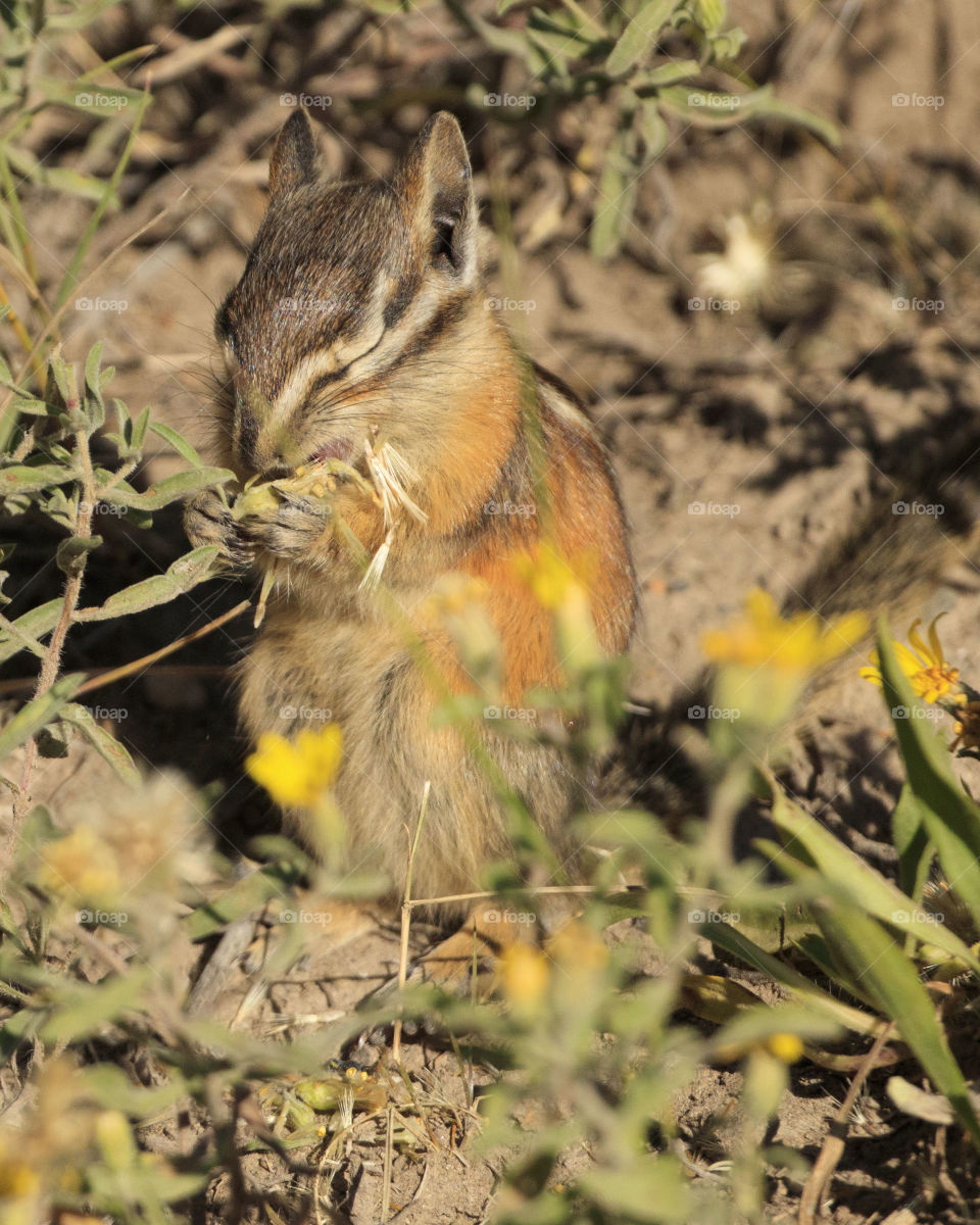 A chipmunk eating seeds