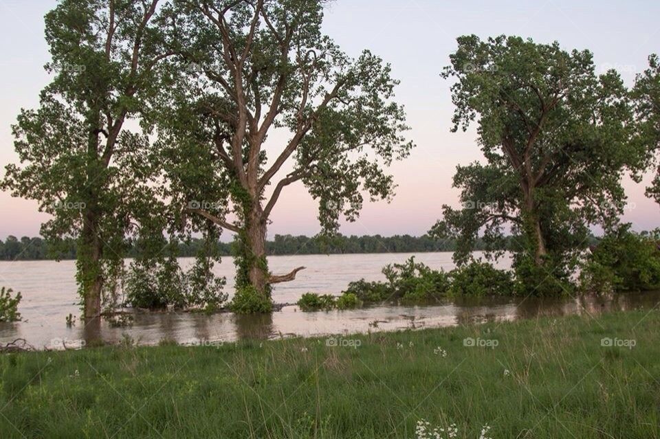 Trees by river at sunset