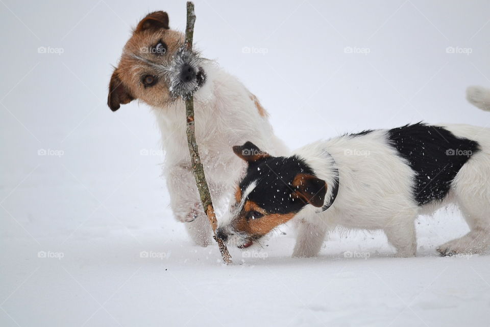Two dogs playing in the snow