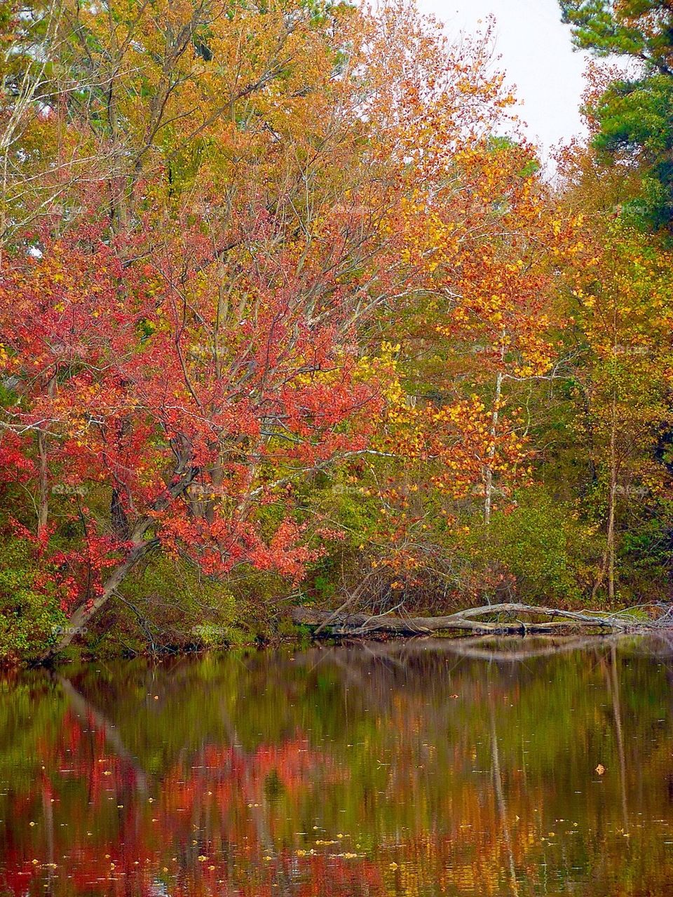 Fall in Virginia 