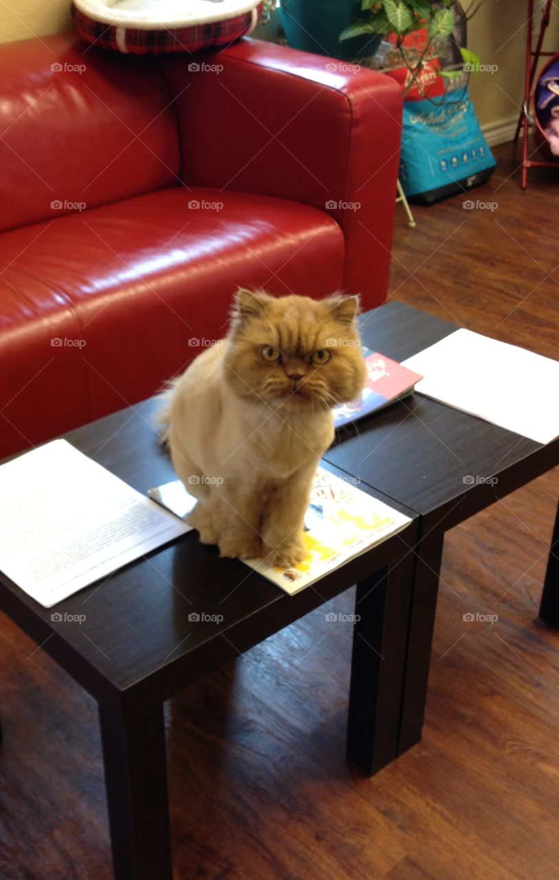 Do you like my new hair cut?. Shop cat that lives at the dog groomers.