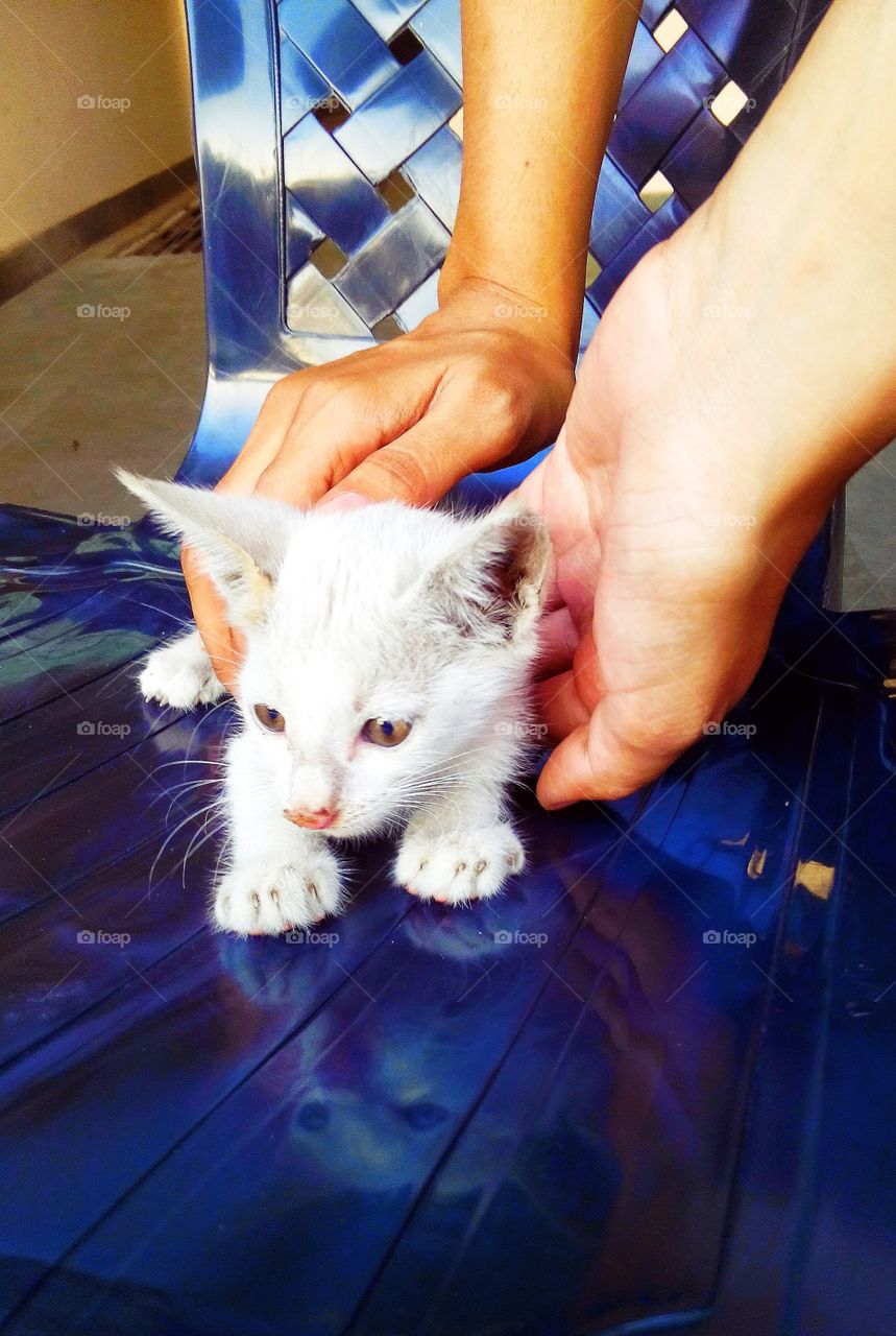 Wonder how my life changed revolving around 1 small fragile baby kitten of 20 days, so soft and always hungry only for sweet food. Exploring world around it was quite agitated to see his reflection but still playful❤️😄. Full of energy and love.