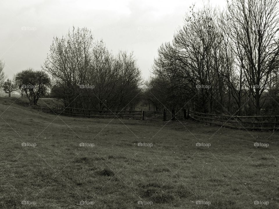 Black and white shot of trees on grassy field in London, UK.