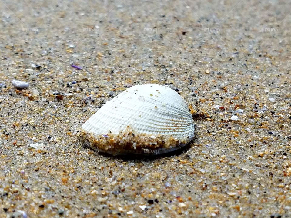 Full frame shot of seashell