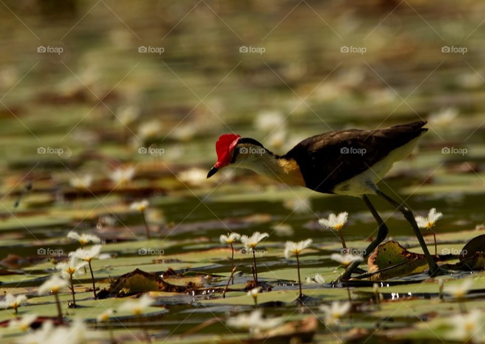 Comb-crested Jacana