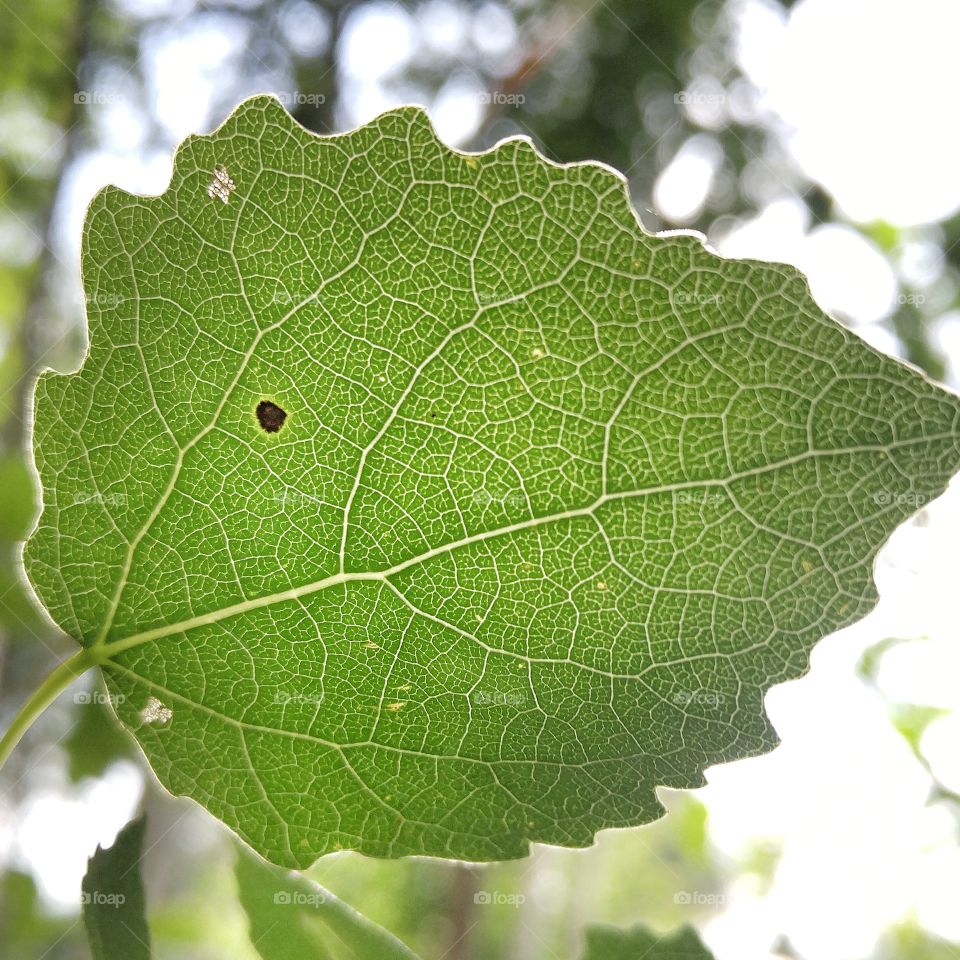 A beautiful aspen leaf in forest against the sun. Closeup photo.