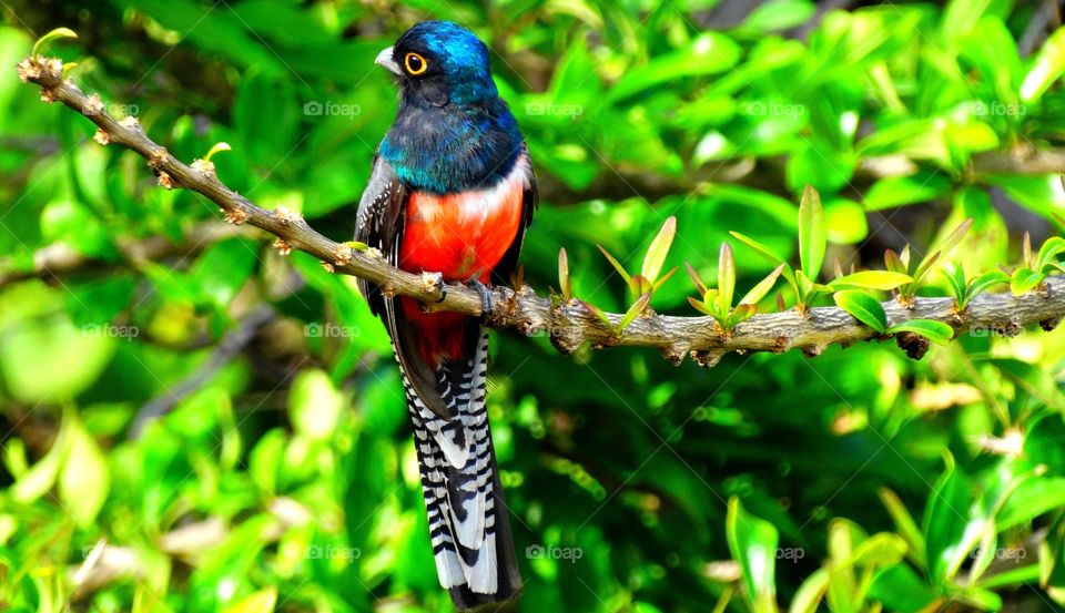 A tropical bird. A beautiful bird landed in my garden