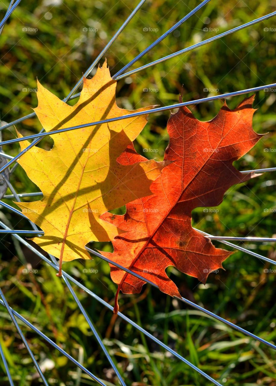 autumn leaves in bike wheel, love autumn time