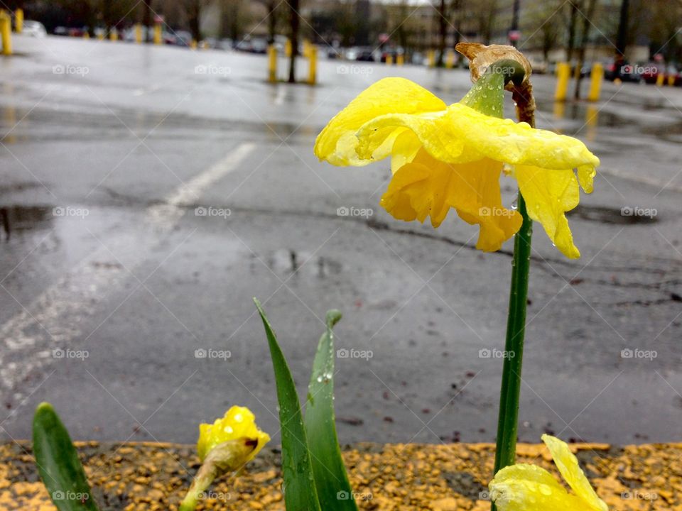 Life will find a way 