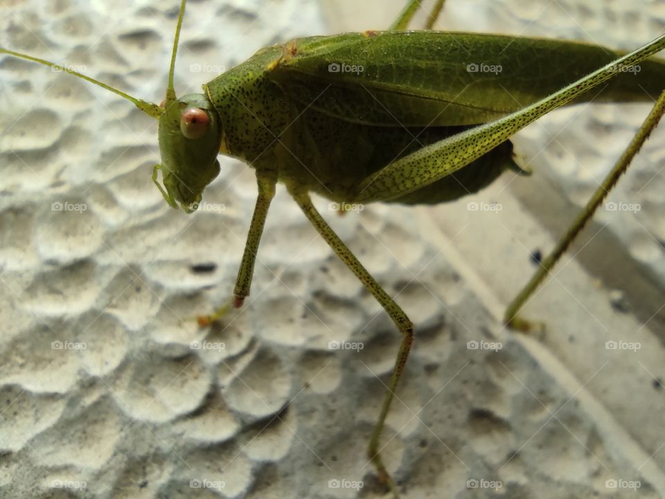 Grasshopper eating grass close up