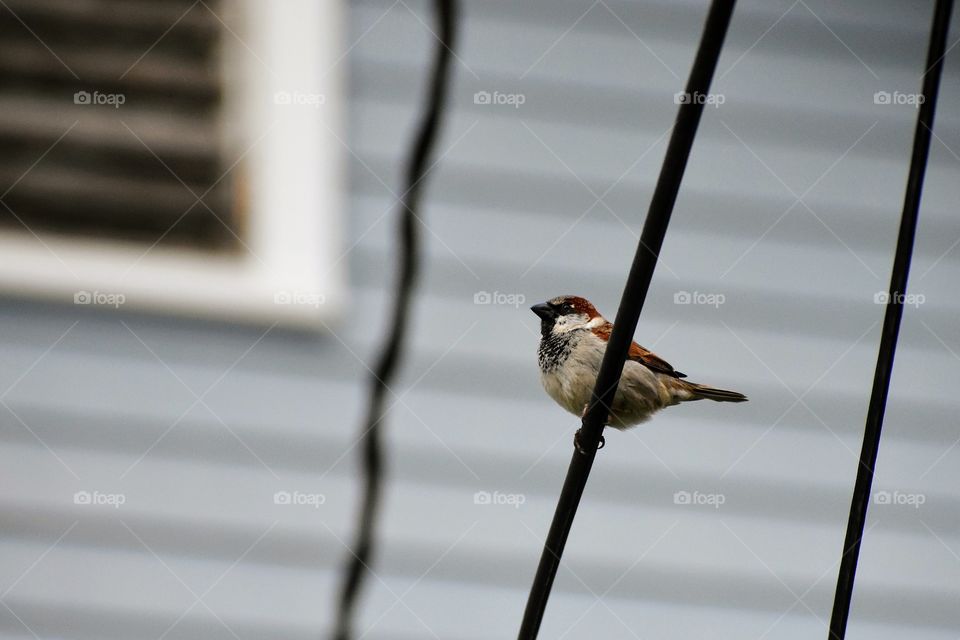 Male house sparrow - passer domesticus - perched on a wire 