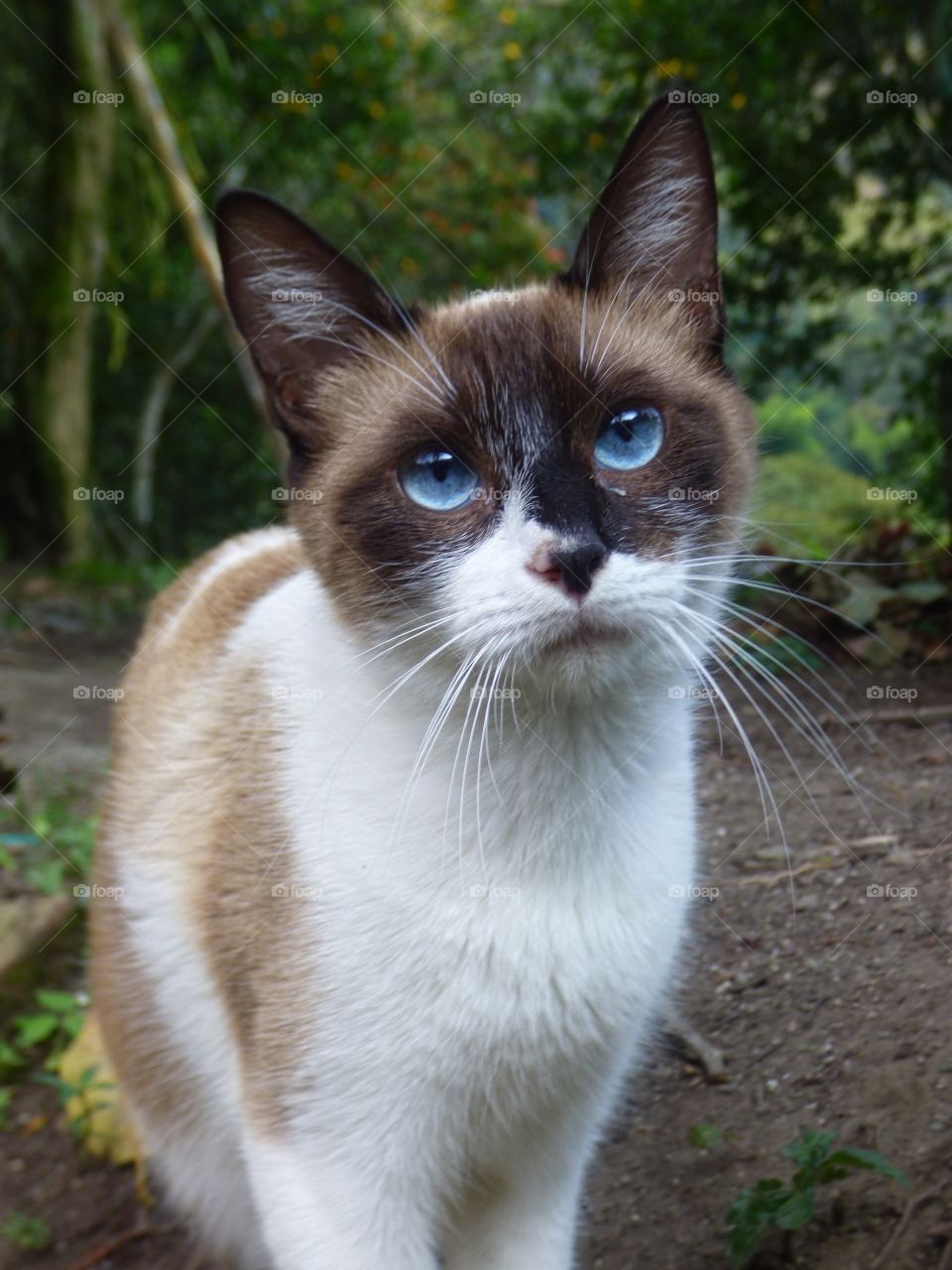 Gato de hermosos ojos azules observando fijamente