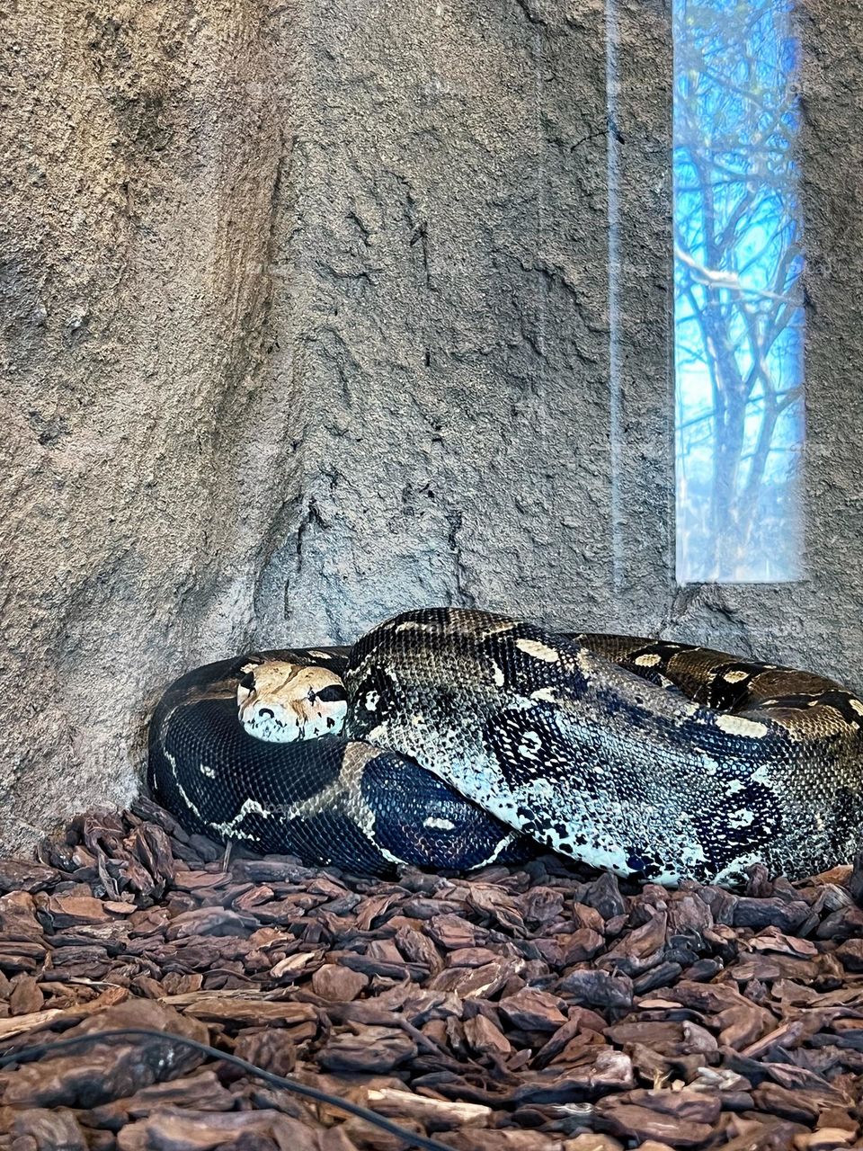 Sable with rectangle street view reflection 