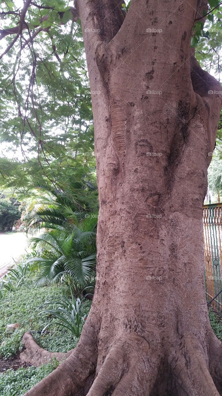 tree bud branch twig