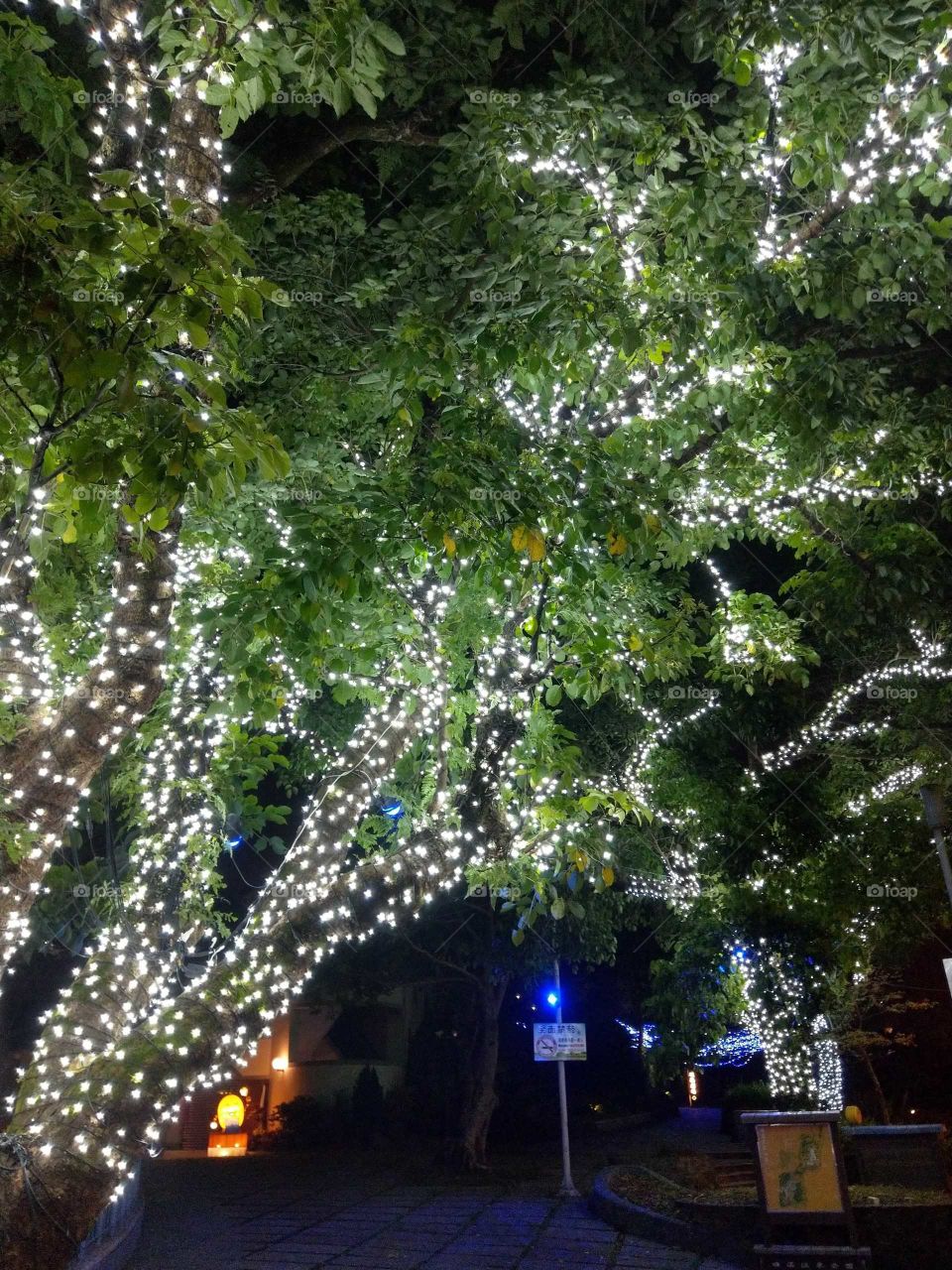 Light: natural vs artificial. the lights design of hot spring area on the trees at night.