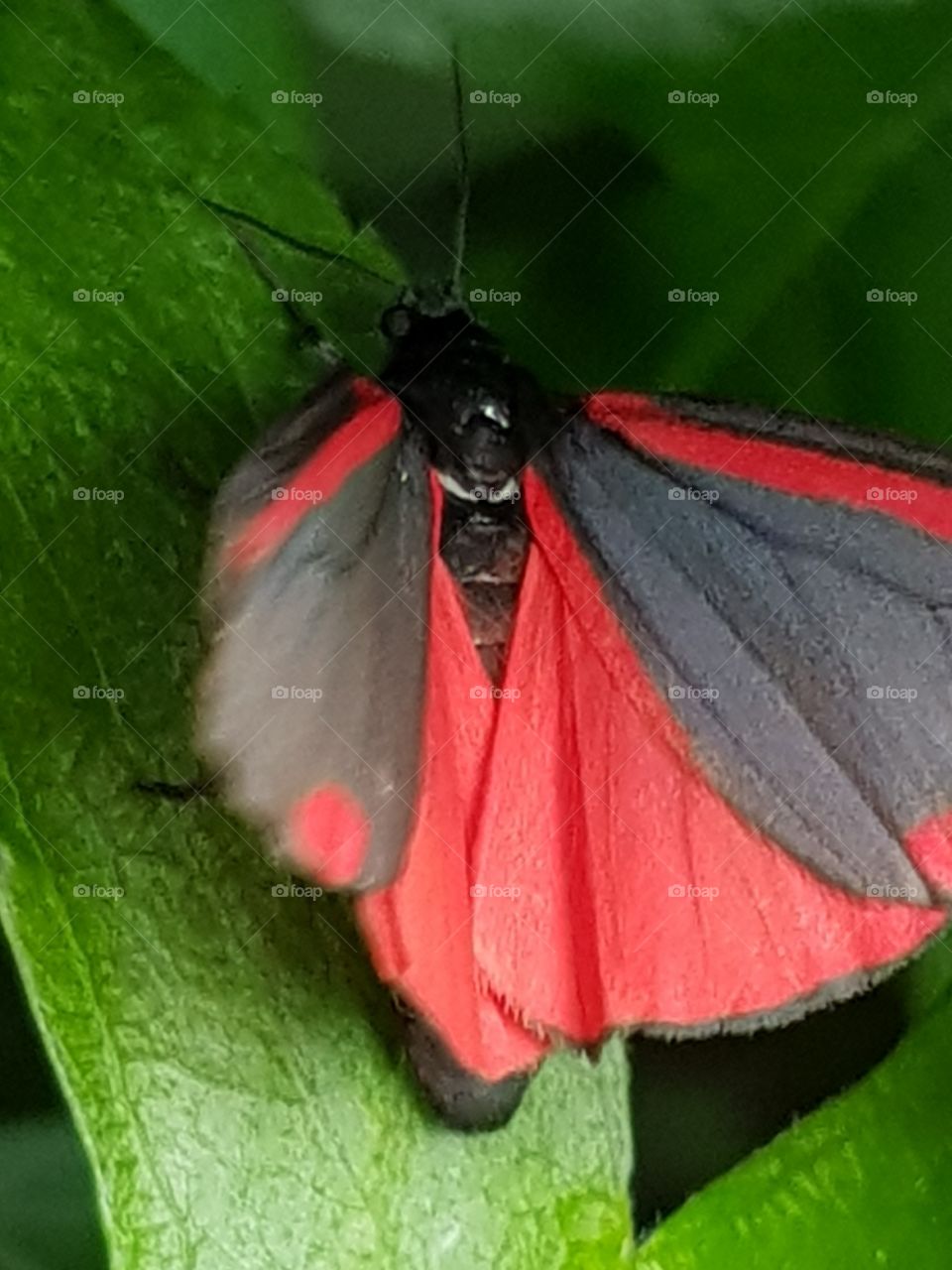 black and red moth butterfly