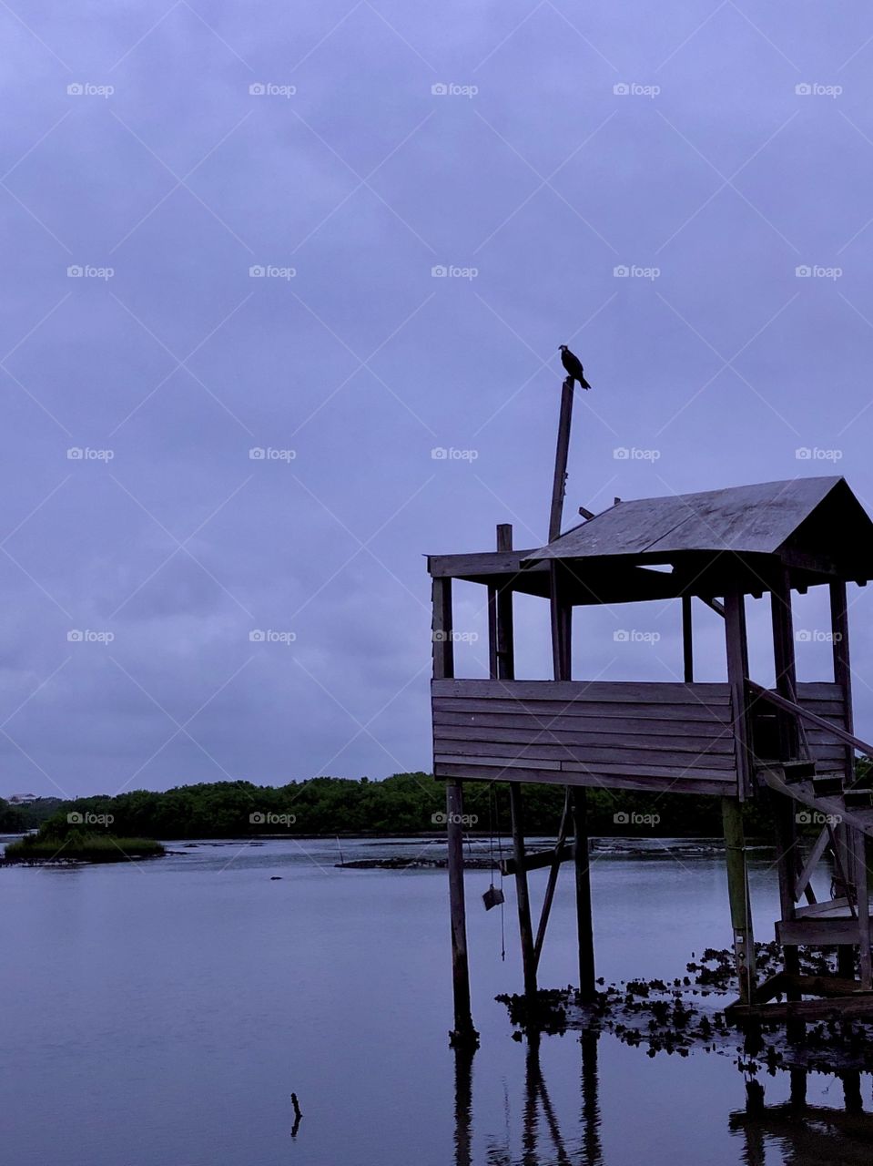 Just before dawn in wetland with wooden deck and osprey in silhouette 