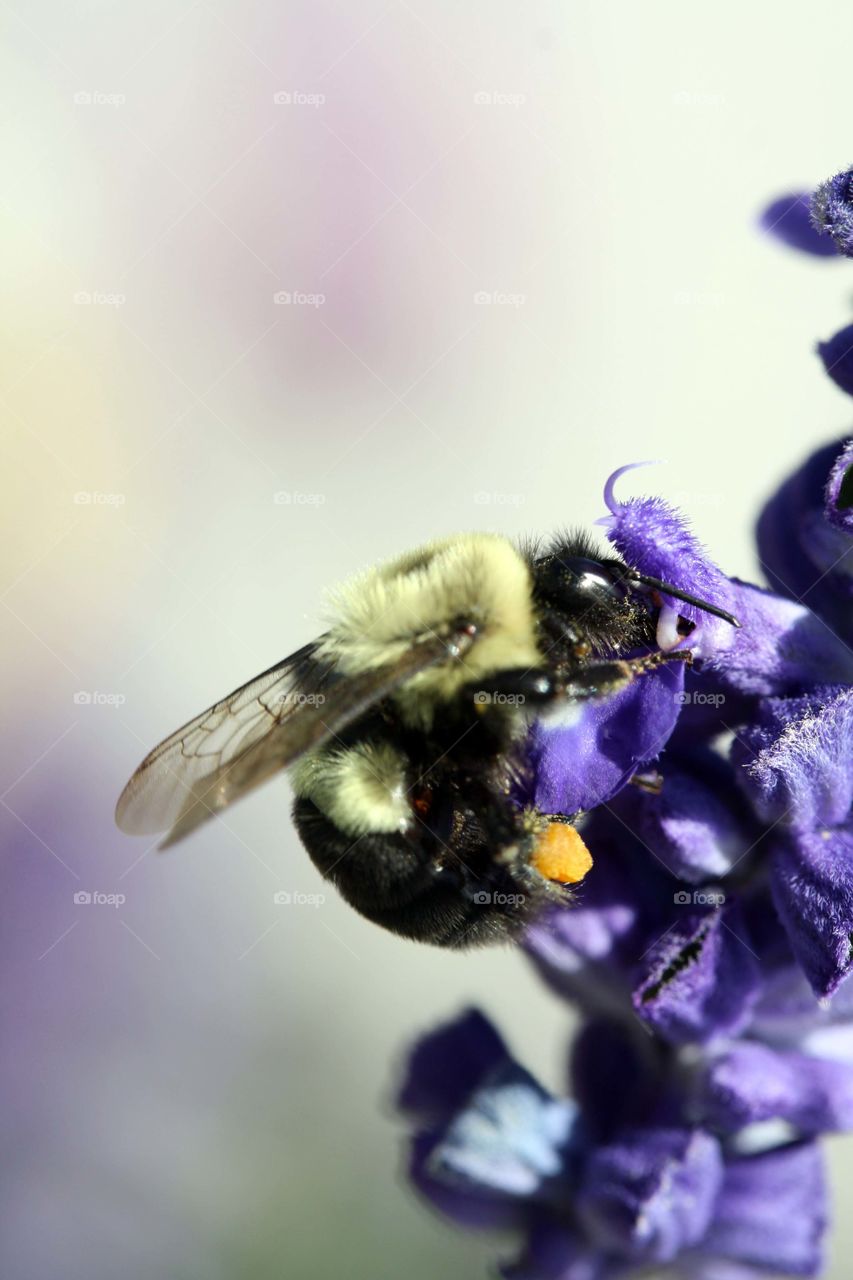 Pollination