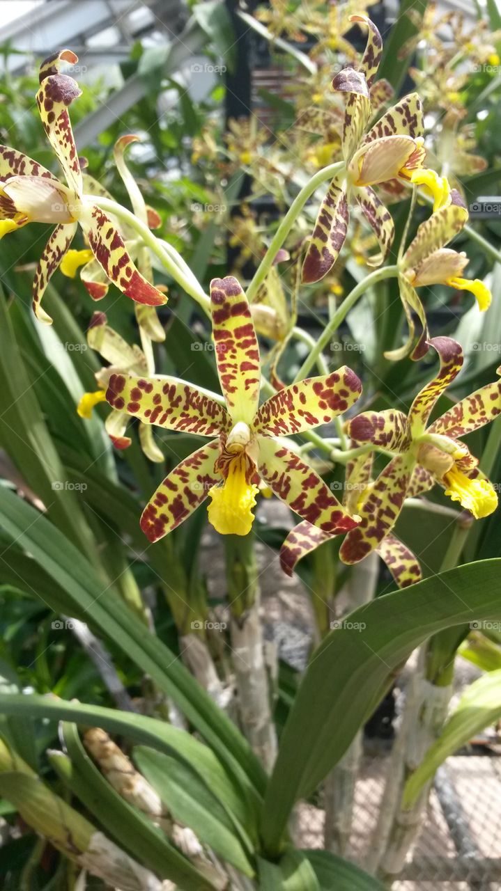 Dancing lady orchid