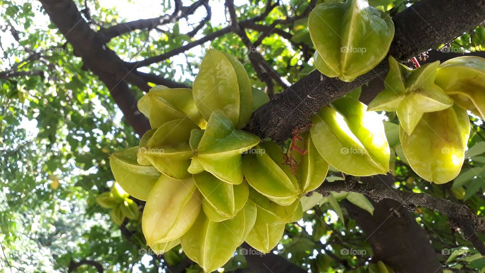 Star fruit