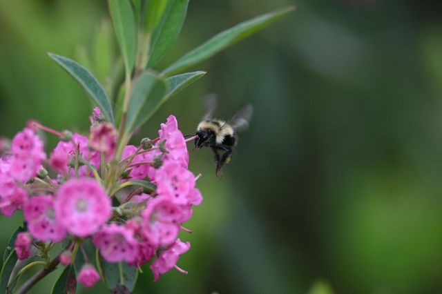 Busy bee