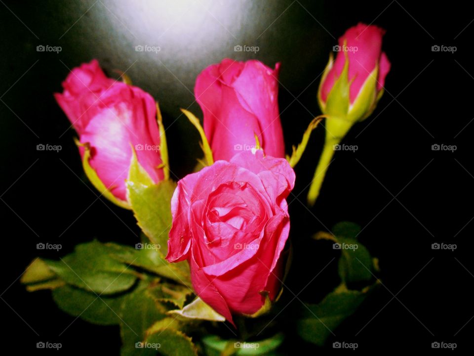 The roses in the vase