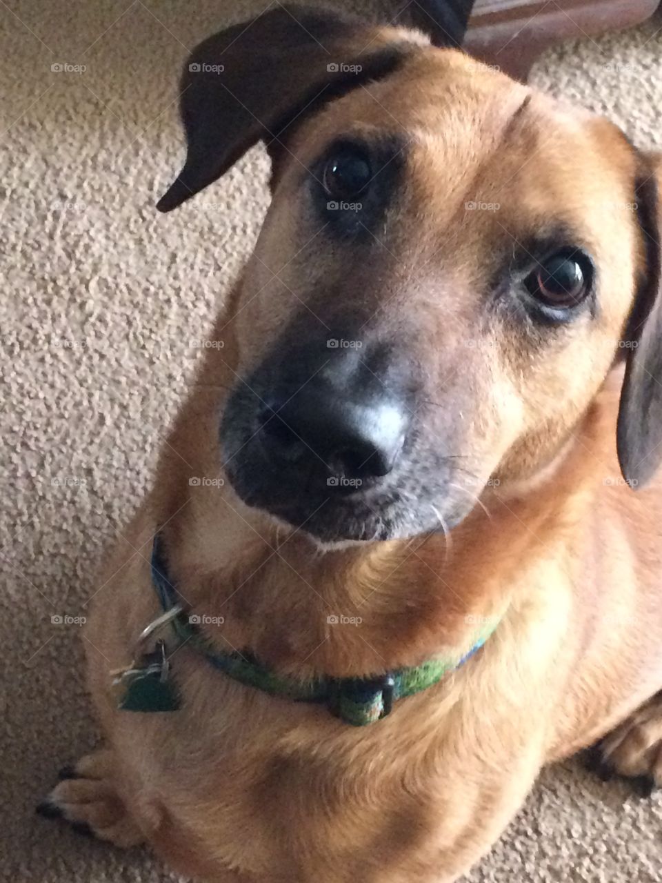 Dachshund/Belgian Malinois mix