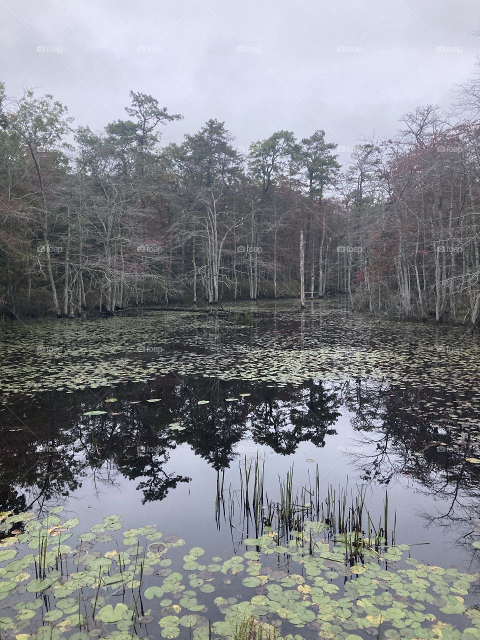A Natural Lake With Tall Trees and Many Lily Pads 