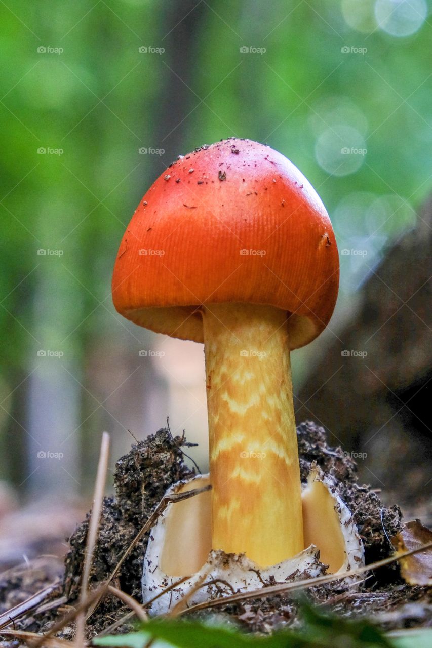 Foap, Glorious Mother Nature. A small young American Caesar’s mushroom (Amanita jacksonii) just emerged from its volva. Yates Mill County Park in Raleigh, North Carolina. 