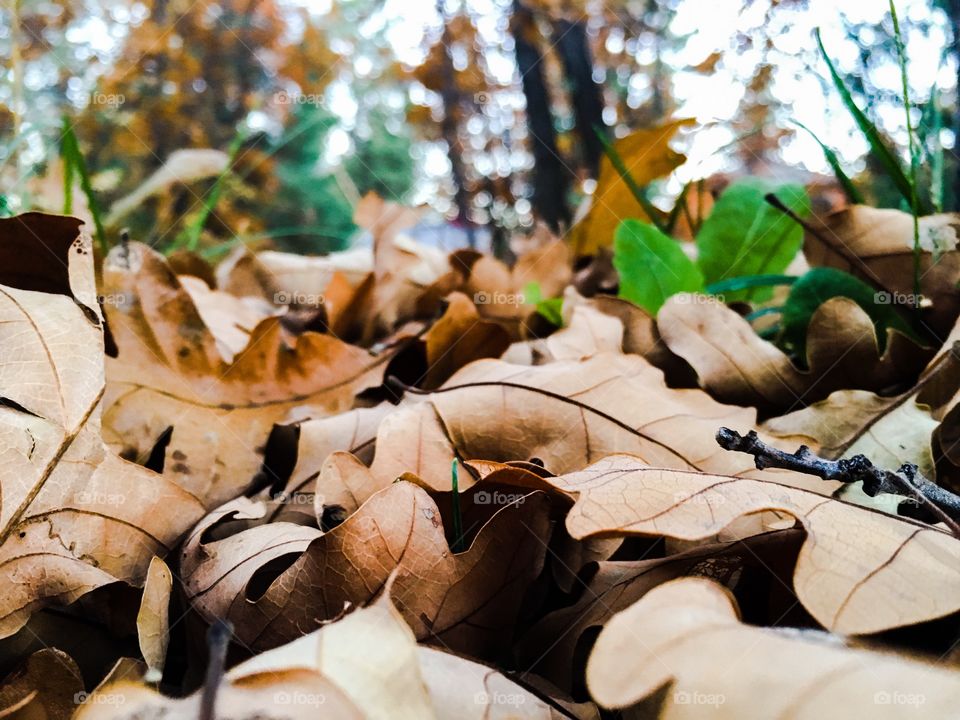 Fall leaves