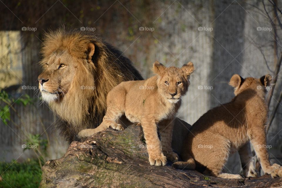 Lion cubs playing on dad