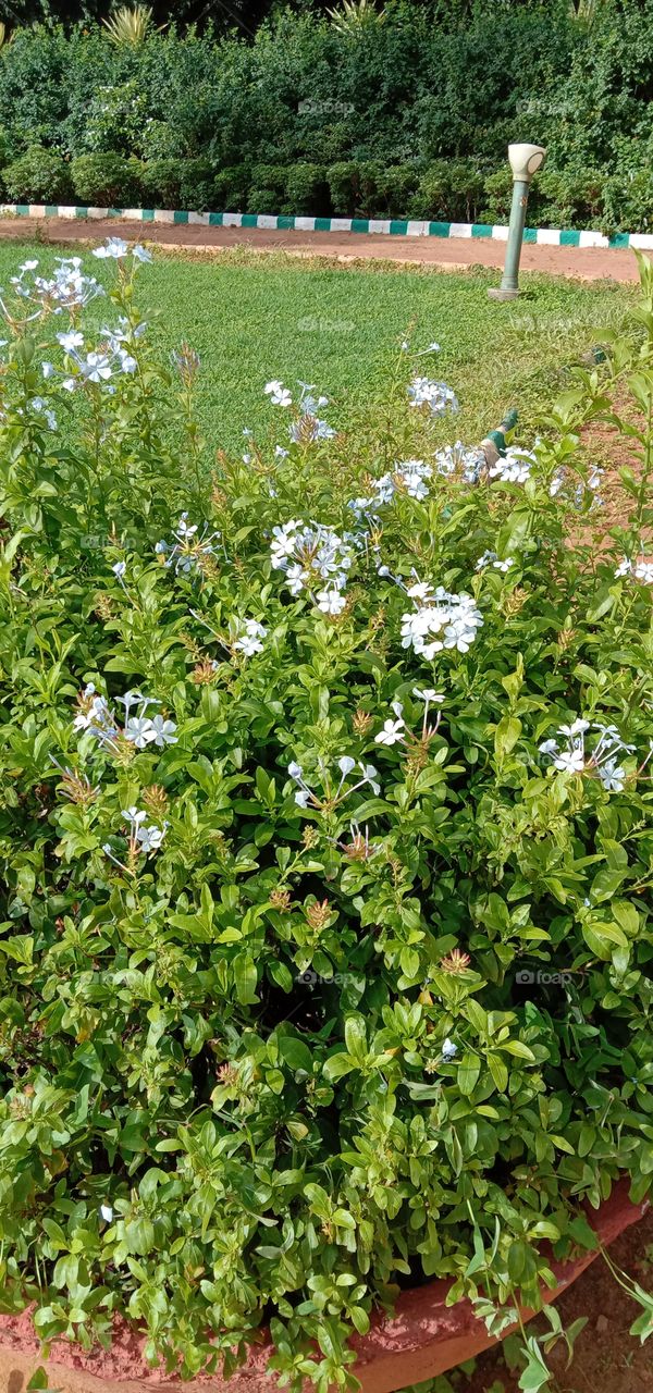 White Blooms 🌼❤️✨