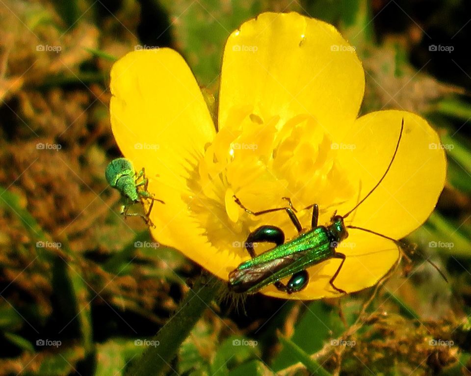 Macro shots