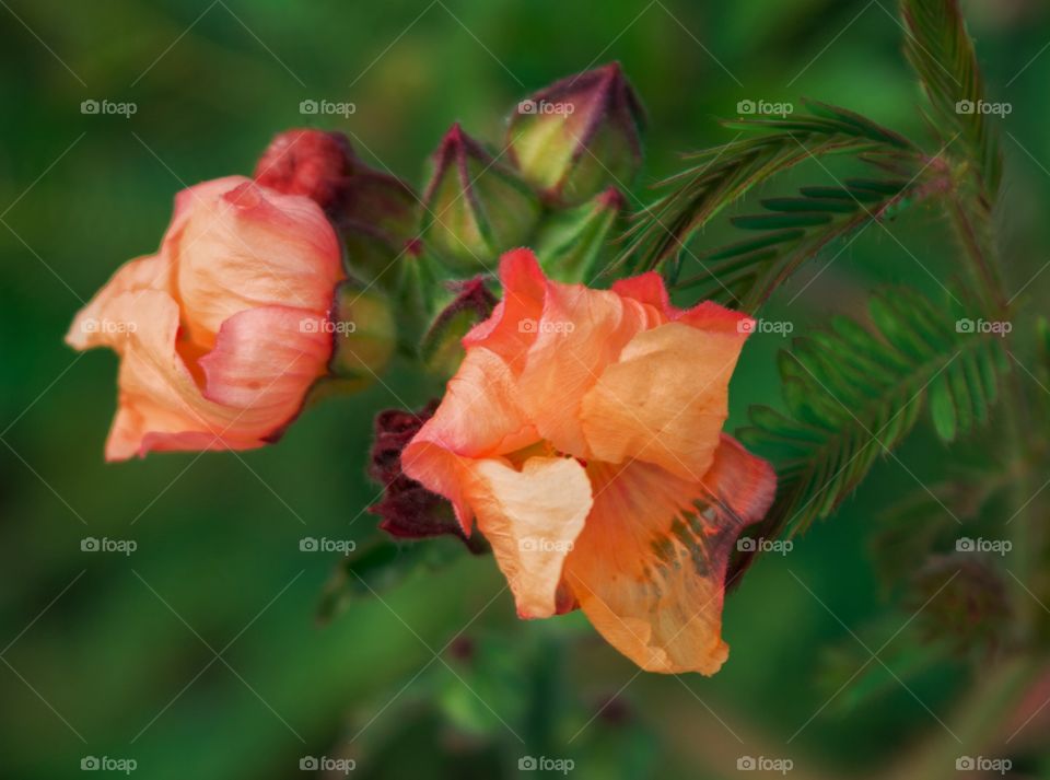Flower and flowerbud