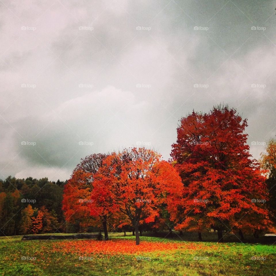 Orange trees