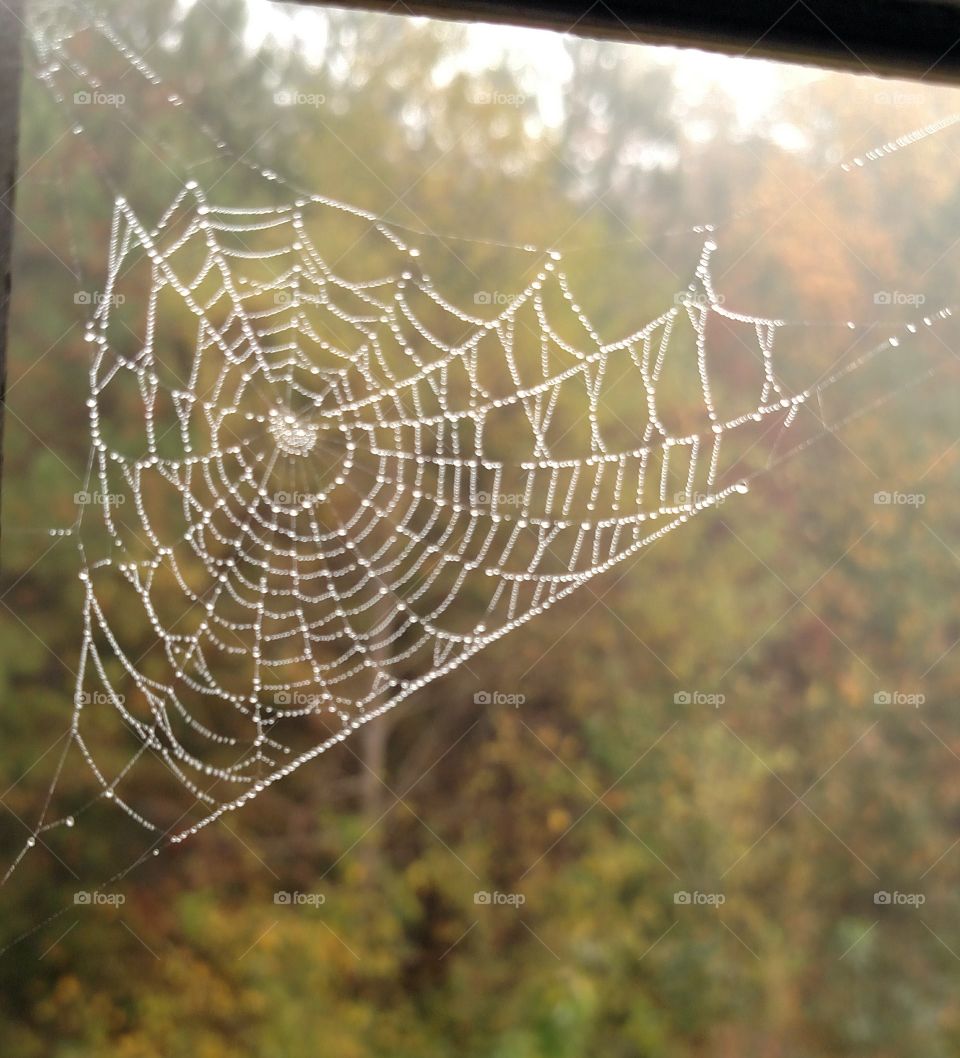 spider web