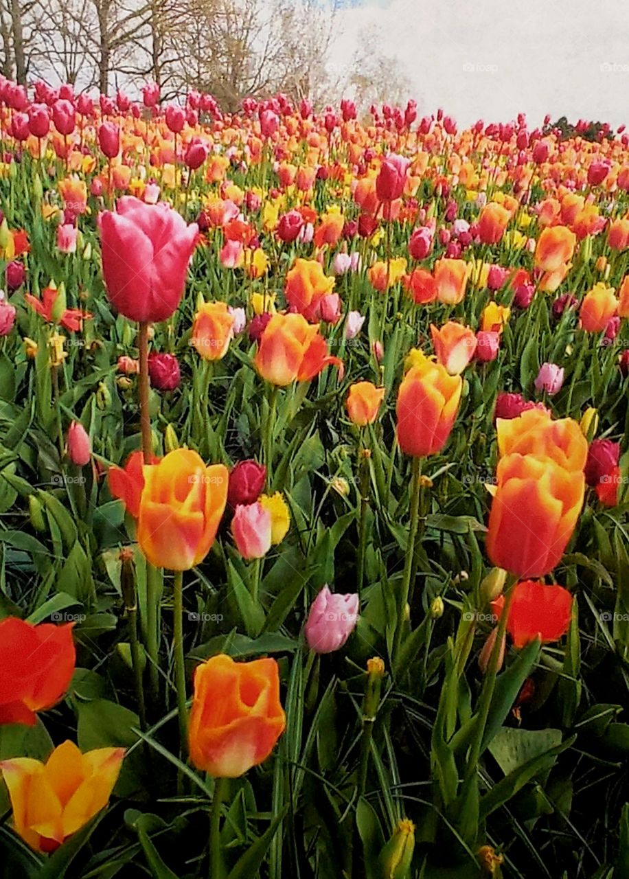 Beautiful flower fields bloom to welcome Spring in the Netherlands