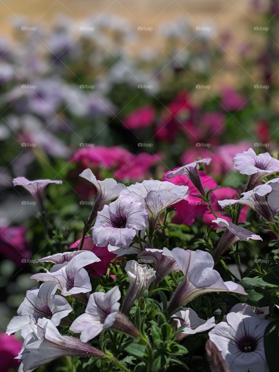 Gorgeous flowers for sale at the honor system farm stand in Amish country