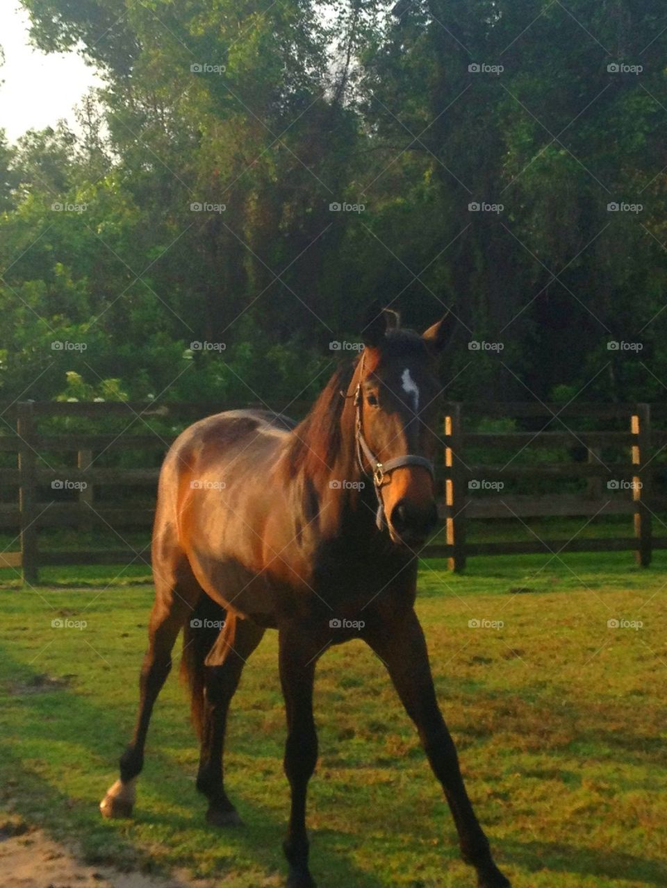 Horse at dawn