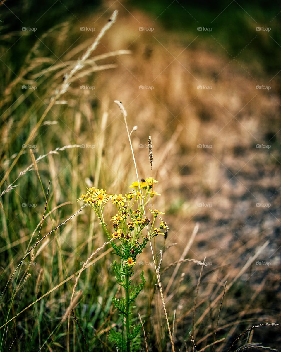 Wild flowers