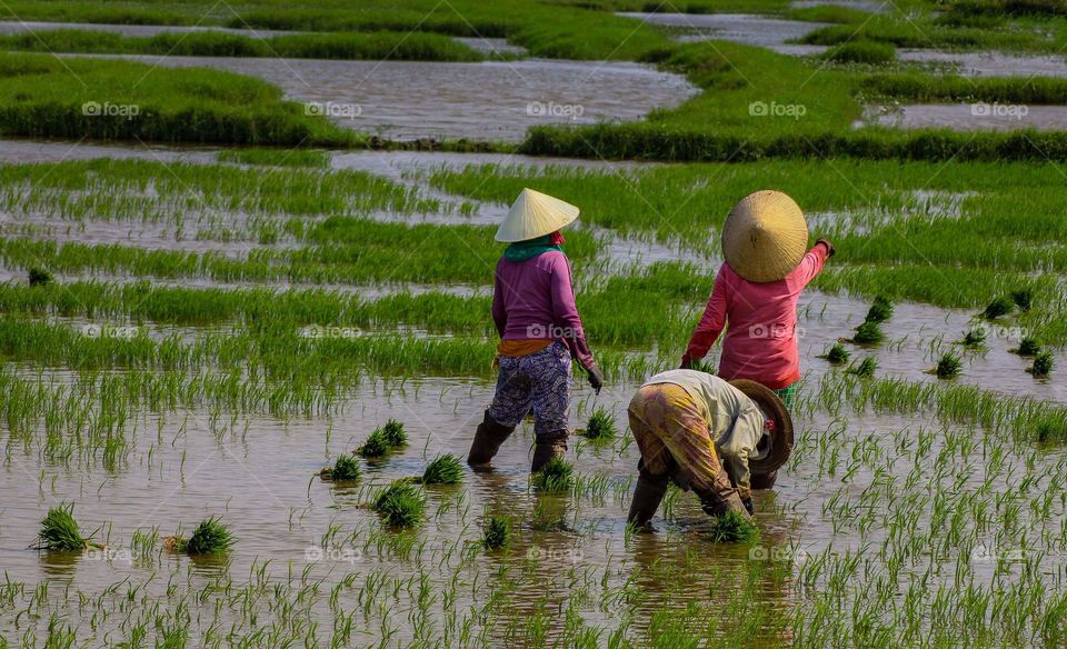 Rice field trio
