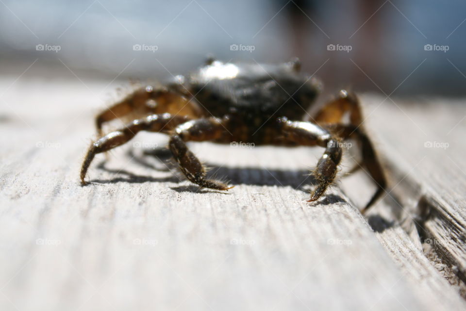 crab