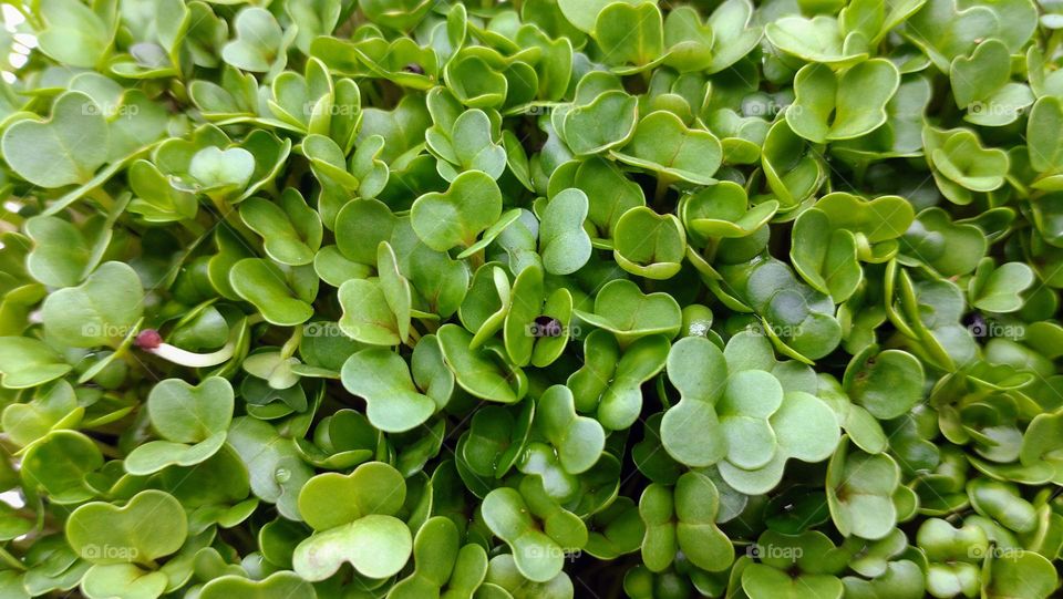 Leaves☘️Seedling🌱 Garden💚