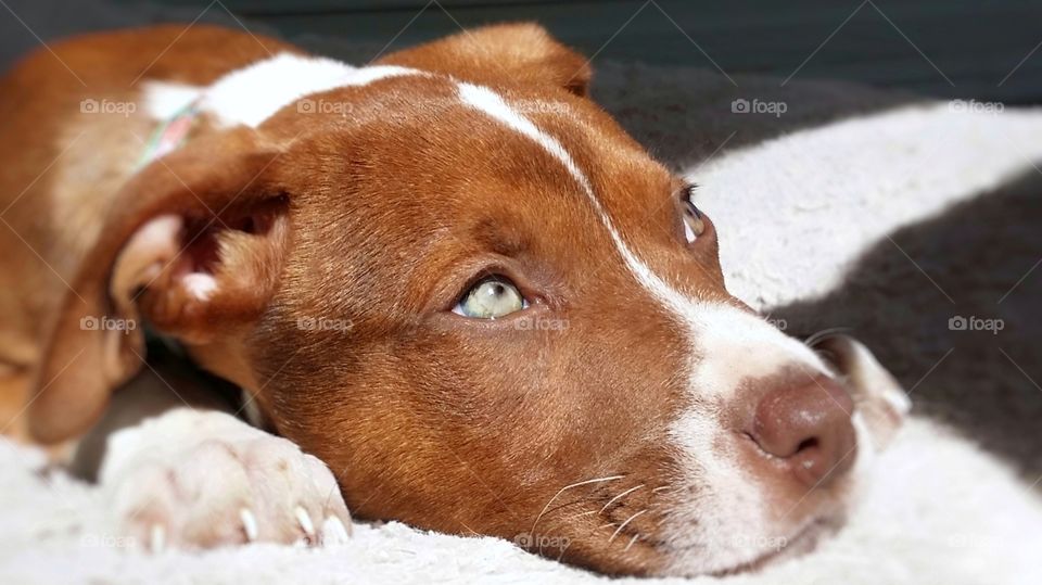Catahoula Pit Bull puppy cross with green eyes looking up sweetly in the sunshine