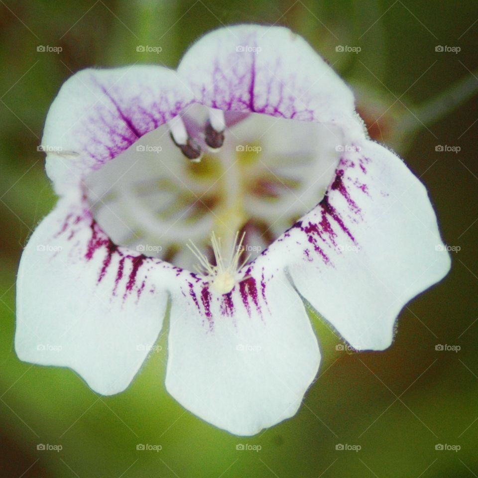 penstemon