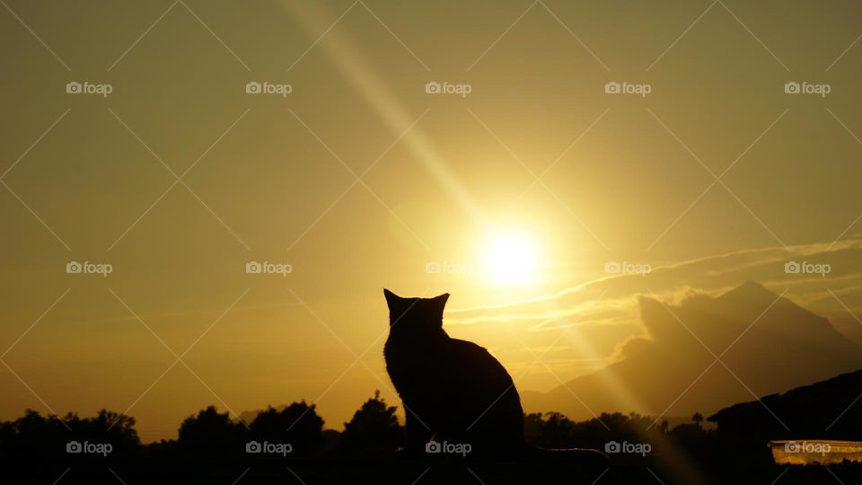 Sunset#silhouette#cat