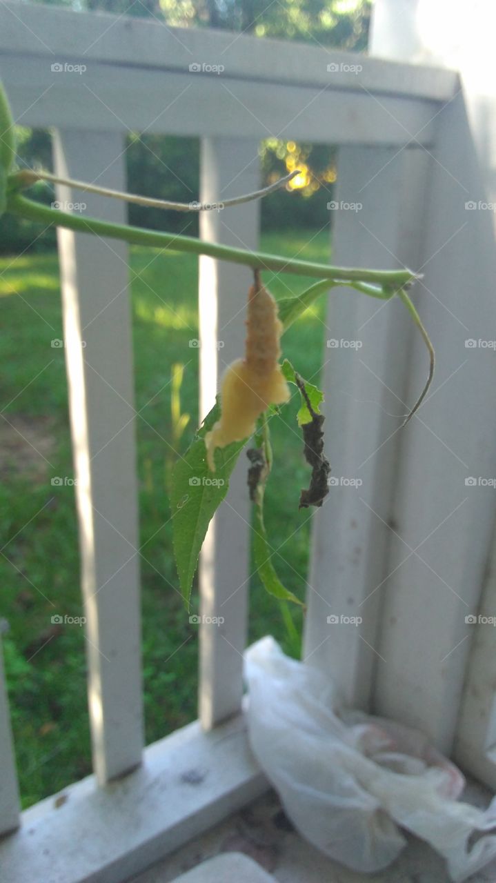 Caterpillar Becomes Chrysalis